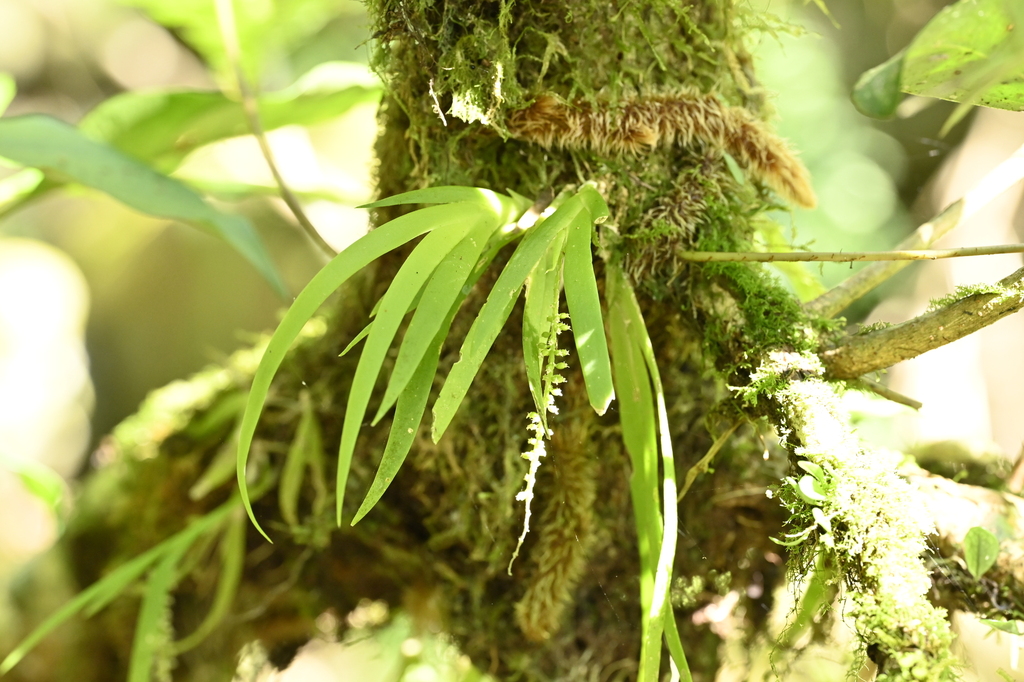 Oberonia segawae