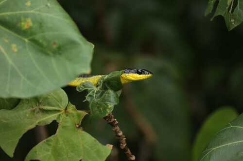 Common Tree Snake sighting