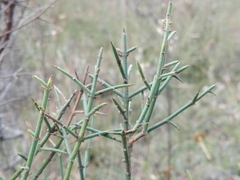Colletia spinosissima