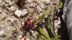 Gilia diegensis