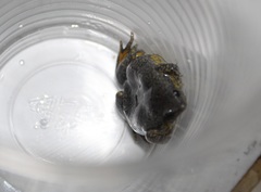 Elachistocleis ovalis