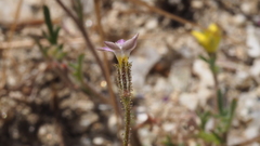 Gilia diegensis