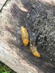 Ariolimax californicus
