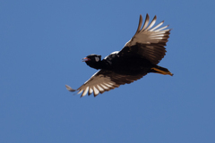 Northern Black Korhaan photo 4