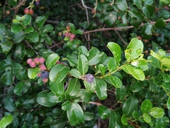 Scutia myrtina
