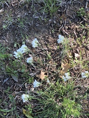 Physaria ovalifolia alba