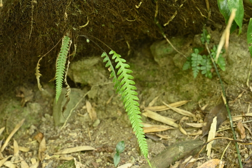 Image of Phegopteris taiwaniana by (c) 曾昱承 Yu-Cheng Zeng, some rights reserved (CC BY)