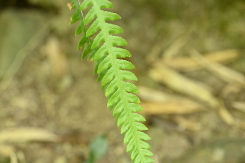 Image of Phegopteris taiwaniana by (c) 曾昱承 Yu-Cheng Zeng, some rights reserved (CC BY)