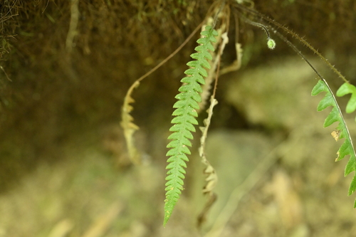 Image of Phegopteris taiwaniana by (c) 曾昱承 Yu-Cheng Zeng, some rights reserved (CC BY)