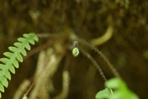 Image of Phegopteris taiwaniana by (c) 曾昱承 Yu-Cheng Zeng, some rights reserved (CC BY)