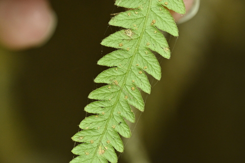 Image of Phegopteris taiwaniana by (c) 曾昱承 Yu-Cheng Zeng, some rights reserved (CC BY)