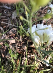 Physaria ovalifolia alba