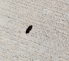 Agrypnus rectangularis