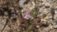 Gilia diegensis