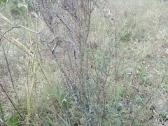 Colletia spinosissima