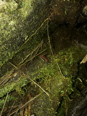 Epipedobates boulengeri