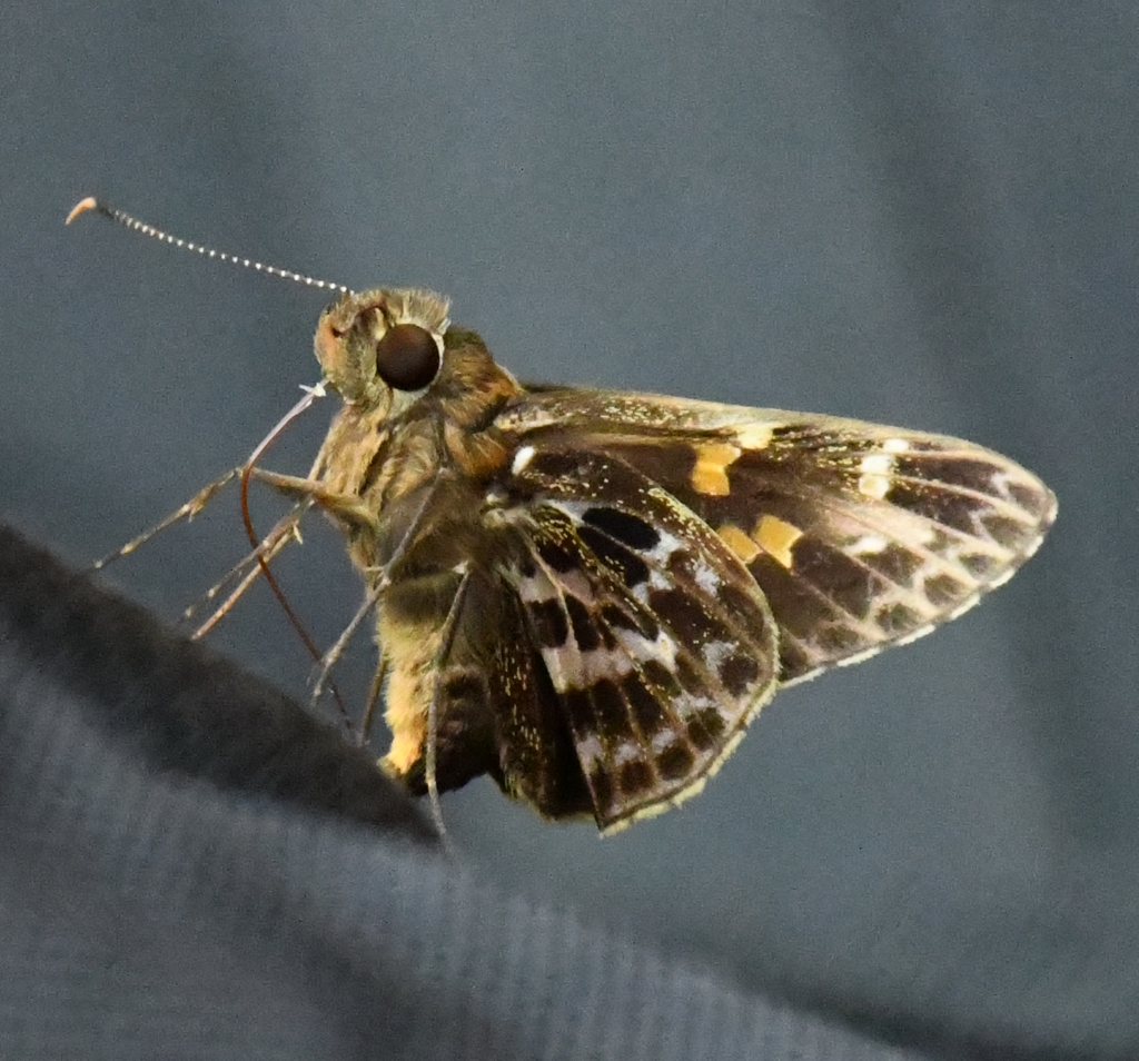Lesser Crepuscular Skipper