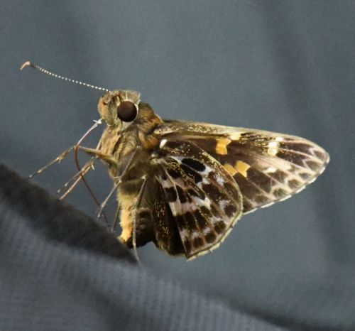Lesser Crepuscular Skipper