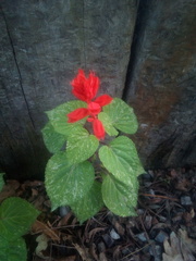 Salvia splendens