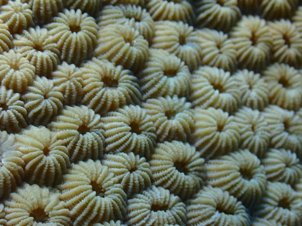 Diploastrea heliopora in April 2023 by Anastasia Louhenapessy · iNaturalist