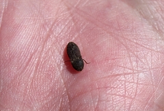Agrypnus rectangularis