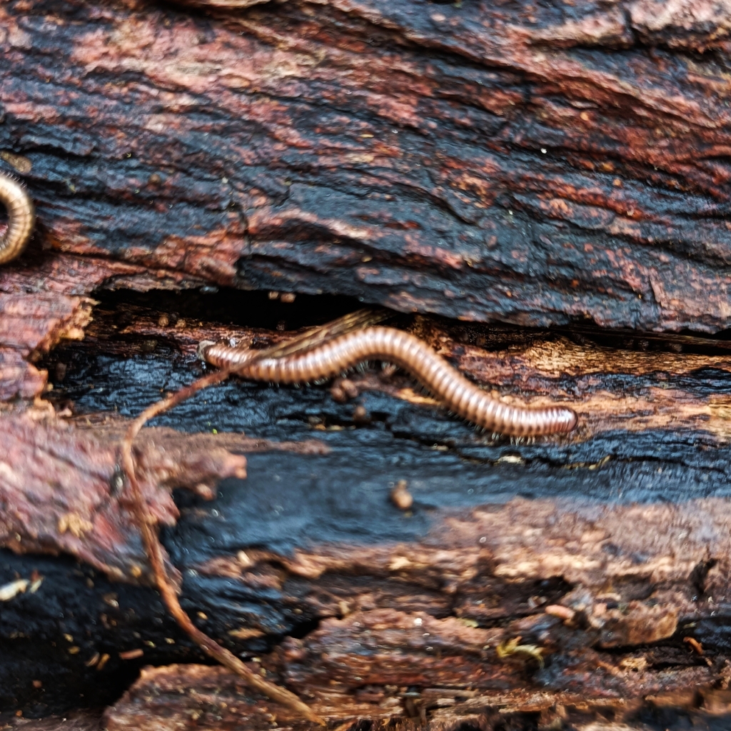 Round backed Millipedes from 38240 La Laguna Santa Cruz de Tenerife España on February 28