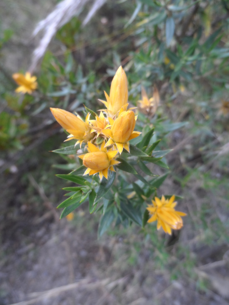Chuquiraga parviflora