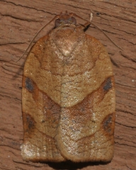 Choristoneura obsoletana