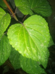 Salvia splendens