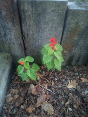 Salvia splendens