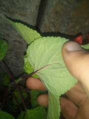 Salvia splendens