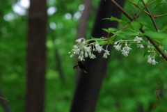 Xylocopa appendiculata