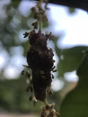 Callirhytis congregata