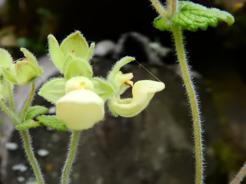 Calceolaria lamiifolia (Calceolaria lamiifolia)