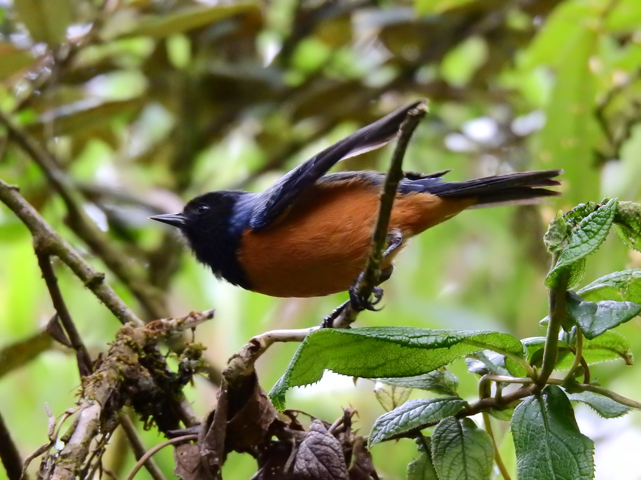 Blue-backed Conebill (Conirostrum sitticolor), photo 4
