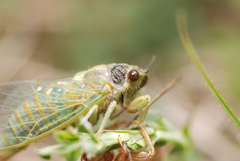 Cicadetta