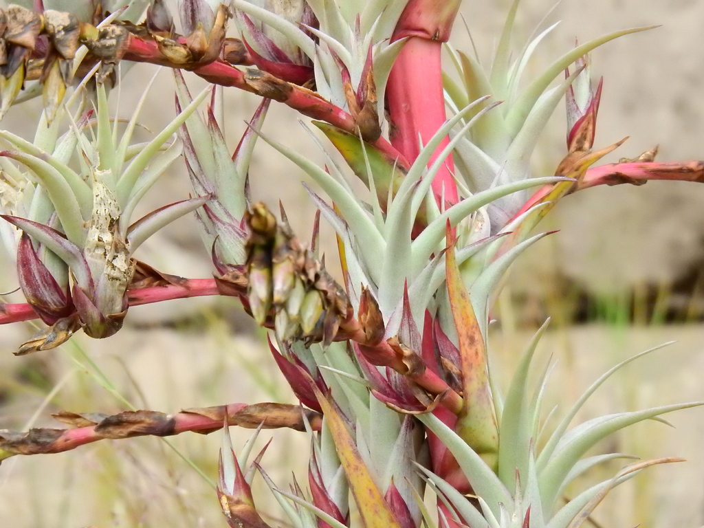 Tillandsia secunda; photograph (c) Esteban Poveda, some rights reserved (CC BY)