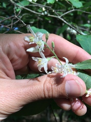 Styracaceae