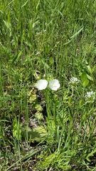 Callirhoe alcaeoides