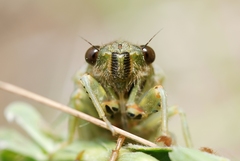 Cicadetta