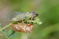 Cicadetta