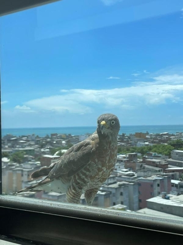 Roadside Hawk