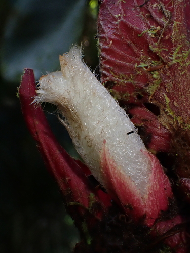 Columnea mastersonii