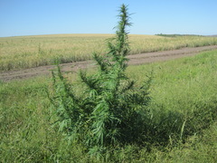 Cannabis sativa spontanea