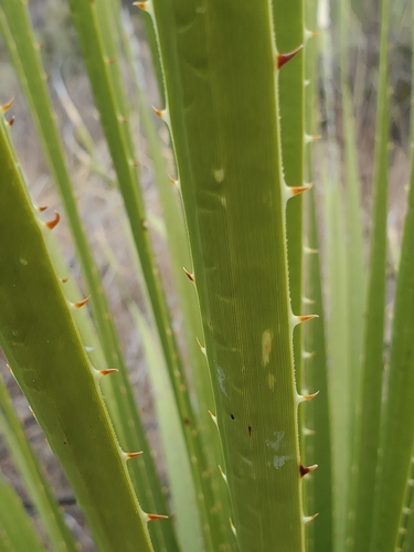 Image of Dasylirion leiophyllum by no rights reserved