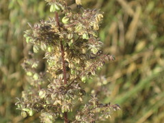 Cannabis sativa spontanea