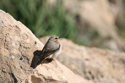 Collalba del Atlas (Oenanthe seebohmi)