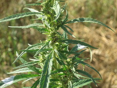 Cannabis sativa spontanea