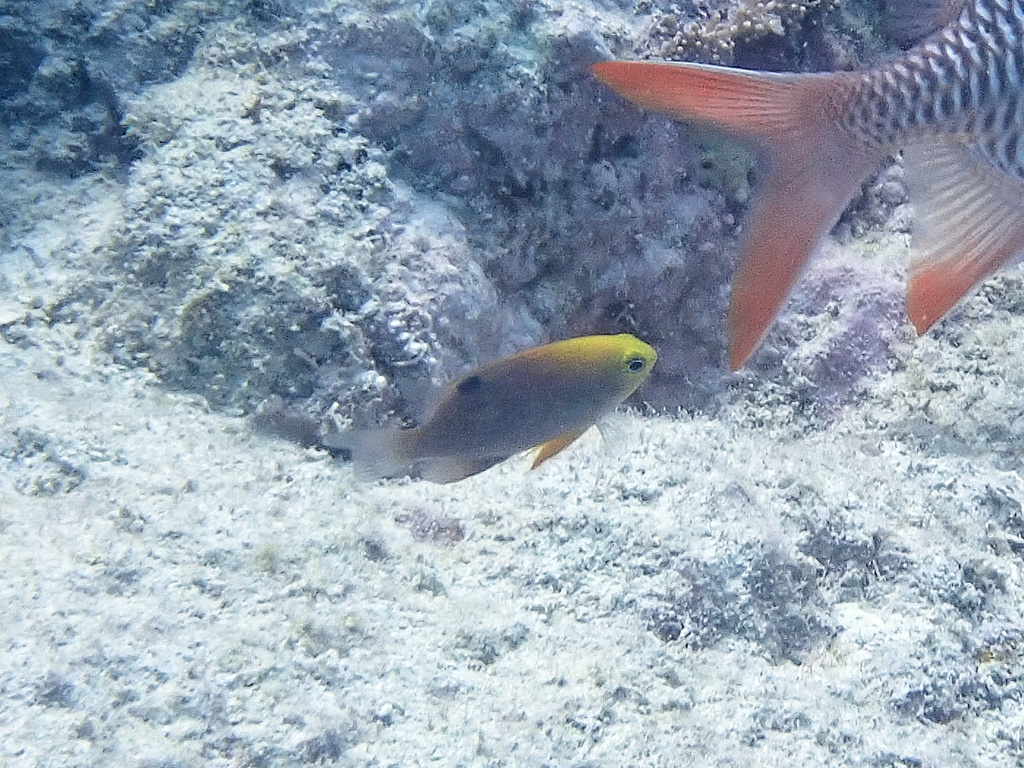 Talbot's Damsel
