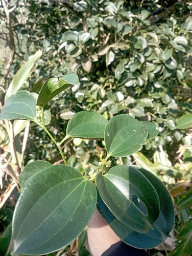 Celtis philippensis, photograph 5